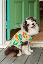 Dog wearing a colorful  veggie print sweater sitting on a wooden deck with a green door in the background.