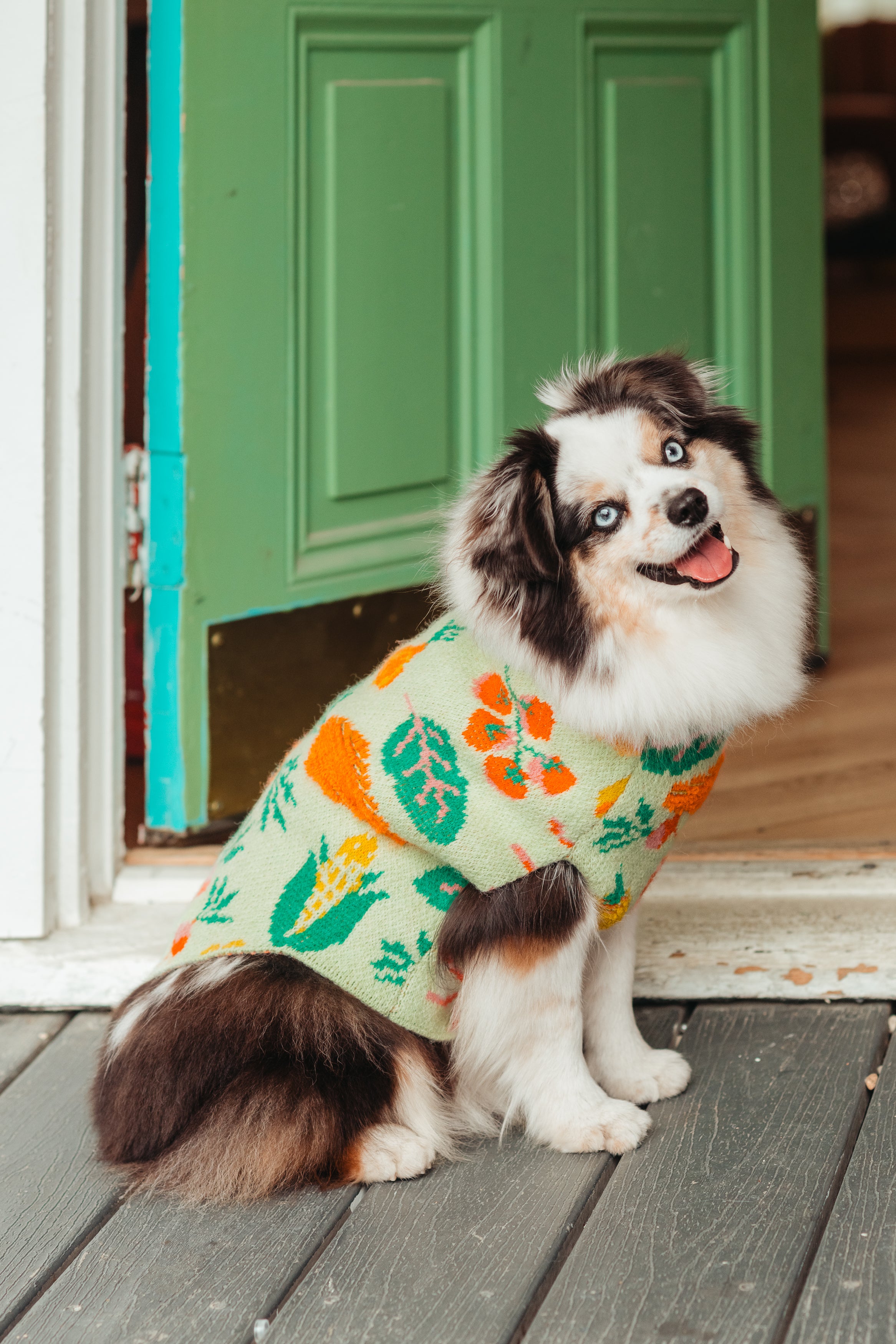 Dog wearing a colorful  veggie print sweater sitting on a wooden deck with a green door in the background.