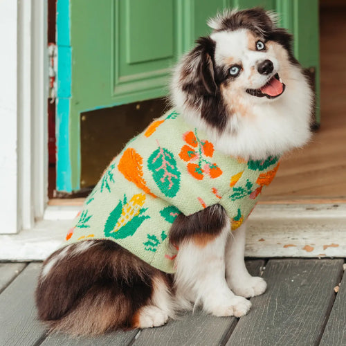 Dog wearing a colorful  veggie print sweater sitting on a wooden deck with a green door in the background.