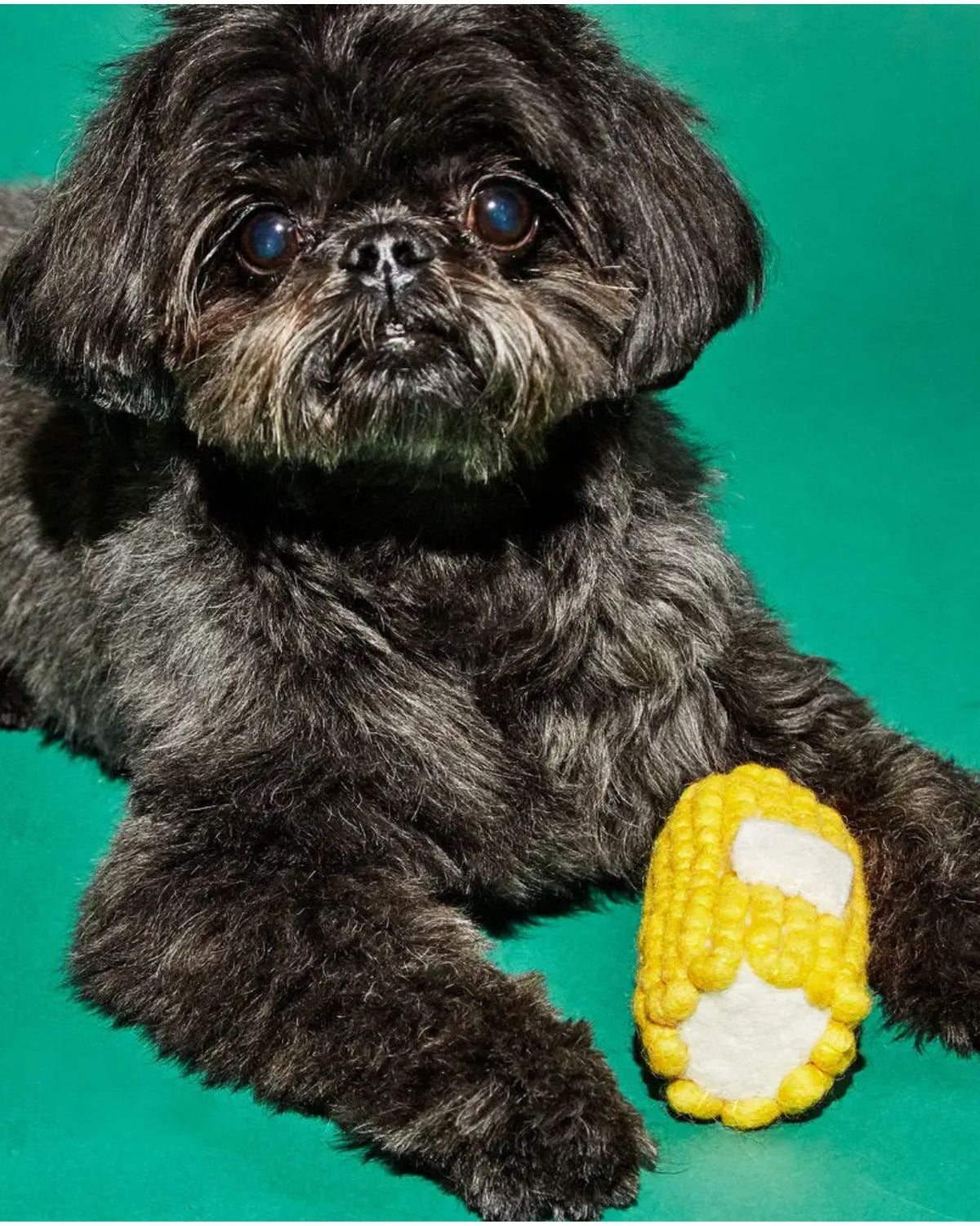 Small dog lying on a green surface with a corn-shaped toy