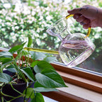 Person watering a plant with a clear glass watering can outdoors.